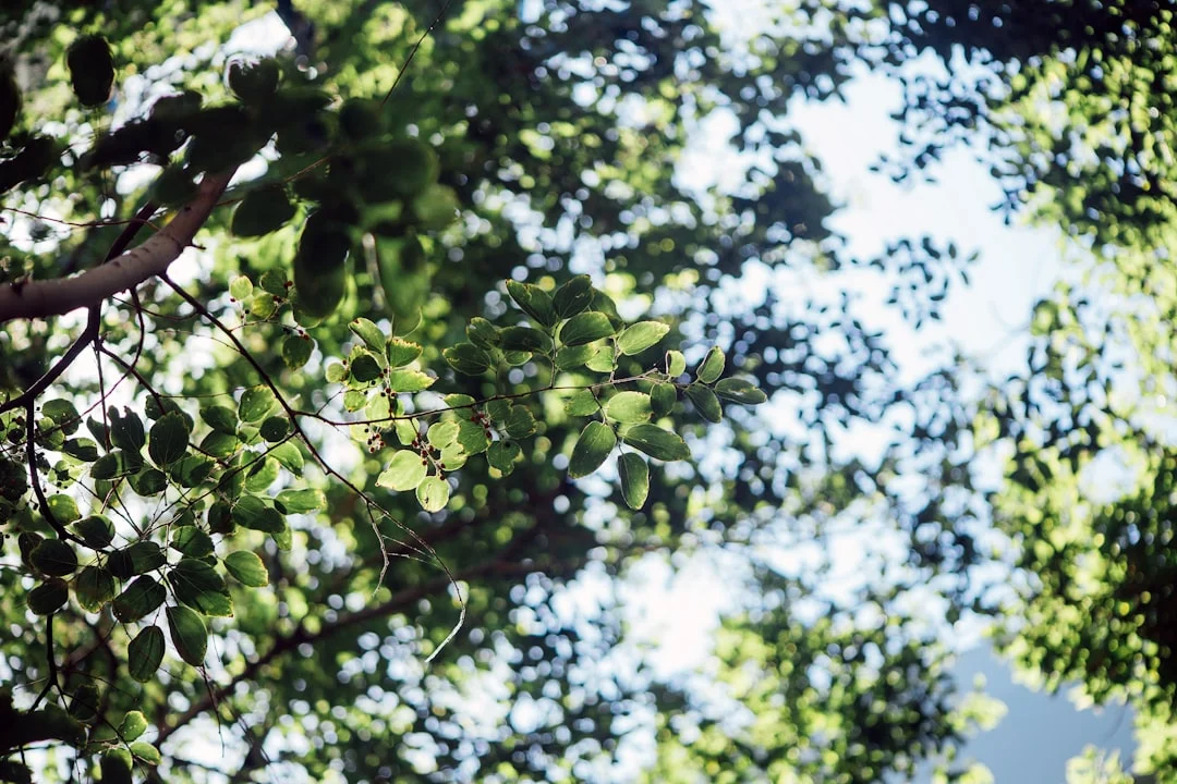 Photo Green tree